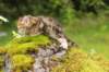 ketura7weeks1782017img_936913_small.jpg