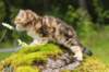 ketura7weeks1782017img_93691_small.jpg