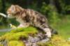 ketura7weeks1782017img_93692_small.jpg