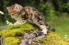 ketura7weeks1782017img_93693_small.jpg