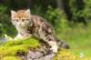 ketura7weeks1782017img_93695_small.jpg