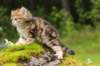 ketura7weeks1782017img_93696_small.jpg