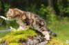 ketura7weeks1782017img_93697_small.jpg