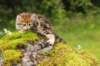 ketura7weeks1782017img_93699_small.jpg