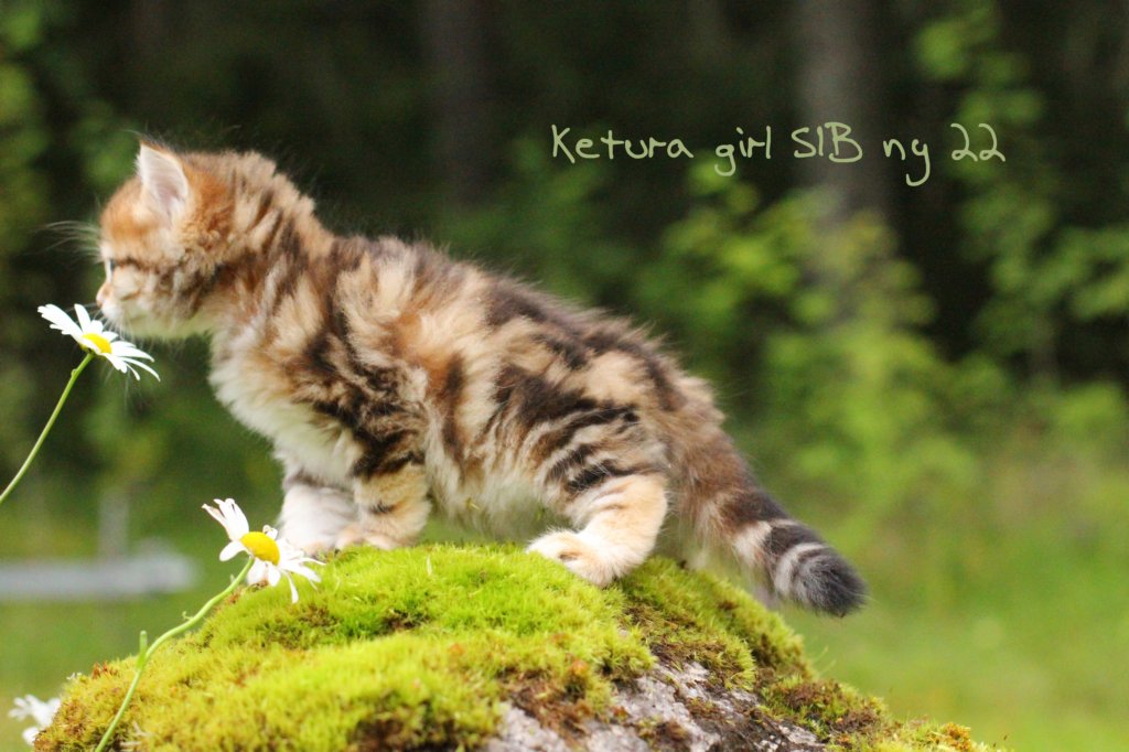 ketura7weeks1782017img_938240.jpg