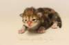 keturagirlimg_62662_small.jpg