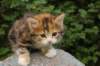 img_8779_small.jpg