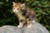 img_8798_small.jpg