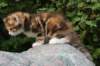 keziaimg_8824_small.jpg