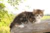 keziaimg_8870_small.jpg