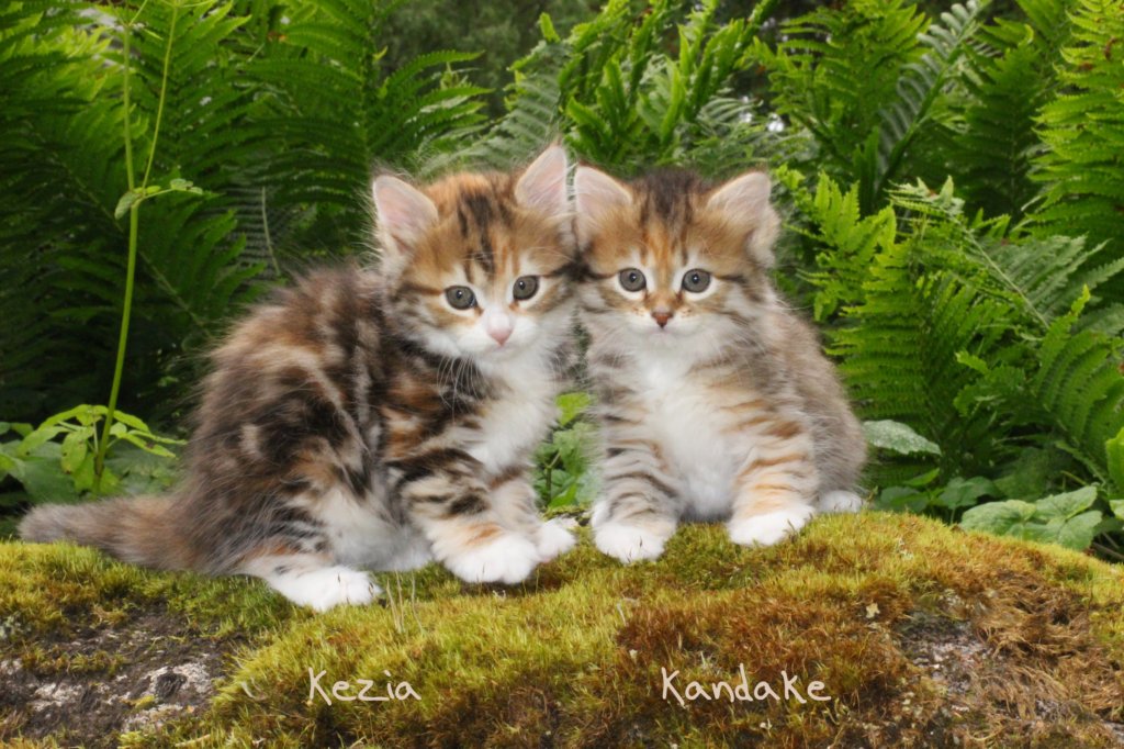 kaziaandkandakeimg_9074.jpg