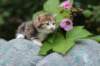 img_7602_small.jpg