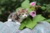 img_7603_small.jpg