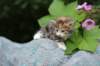 img_7618_small.jpg