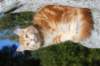 kishiimg_209341_small.jpg