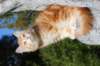 kishiimg_209345_small.jpg