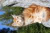 kishiimg_209347_small.jpg