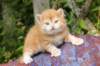kichiimg_7306_small.jpg