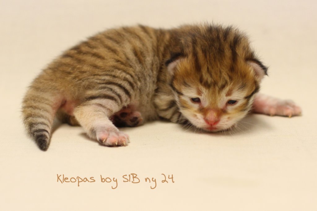 kleopasimg_6178.jpg