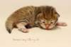 kleopasimg_61782_small.jpg