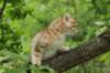 kleopasboy7weeks1782017img_949721_small.jpg