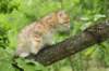 kleopasboy7weeks1782017img_949722_small.jpg
