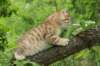 kleopasboy7weeks1782017img_949723_small.jpg
