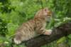 kleopasboy7weeks1782017img_949724_small.jpg