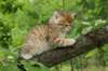 kleopasboy7weeks1782017img_949725_small.jpg