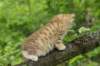 kleopasboy7weeks1782017img_949727_small.jpg