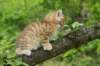 kleopasboy7weeks1782017img_949728_small.jpg