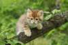 kleopasboy7weeks1782017img_949729_small.jpg