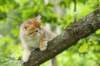 kleopasboy7weeks1782017img_949730_small.jpg