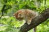 kleopasboy7weeks1782017img_949731_small.jpg