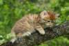 kleopasboy7weeks1782017img_949732_small.jpg