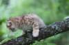 kleopasboy7weeks1782017img_949733_small.jpg