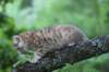 kleopasboy7weeks1782017img_949734_small.jpg