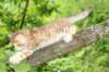 kleopasboy7weeks1782017img_949735_small.jpg