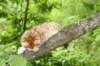 kleopasboy7weeks1782017img_949736_small.jpg