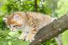 kleopasboy7weeks1782017img_949737_small.jpg