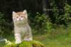 kleopasboy7weeks1782017img_949739_small.jpg