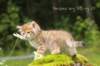 kleopasboy7weeks1782017img_949741_small.jpg