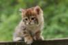 kleopasboy7weeks1782017img_949743_small.jpg