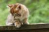 kleopasboy7weeks1782017img_949744_small.jpg