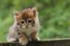 kleopasboy7weeks1782017img_949745_small.jpg