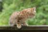 kleopasboy7weeks1782017img_949746_small.jpg