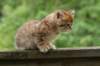 kleopasboy7weeks1782017img_949747_small.jpg