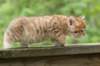 kleopasboy7weeks1782017img_949748_small.jpg