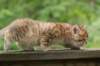kleopasboy7weeks1782017img_949749_small.jpg