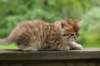 kleopasboy7weeks1782017img_949750_small.jpg